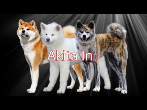 Articulaciones En El Akita Inu Donde Artrocentesis Pase