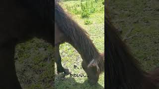 【宮崎】都井岬にいる野生の馬が草を食べてて癒される動画#SHORTS
