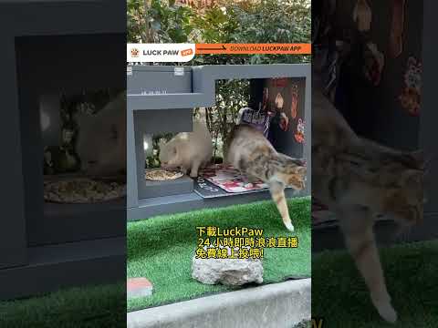 Luck Paw video thumbnail