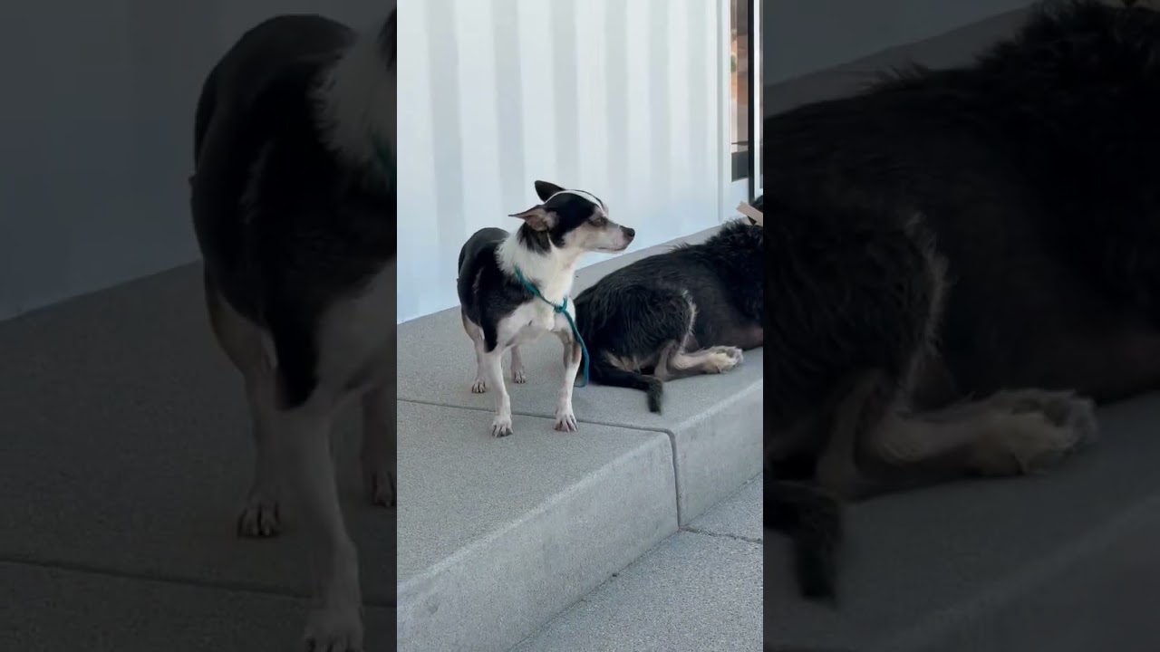 EVIE, an adopted Chihuahua in Joshua Tree, CA video 2/6
