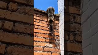 El amor de una madre #viralvideo