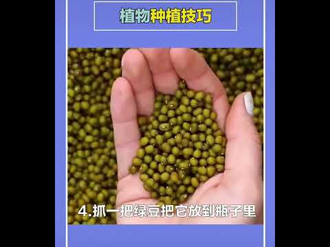 , title : '#蔬菜种植技巧#生活小妙招'