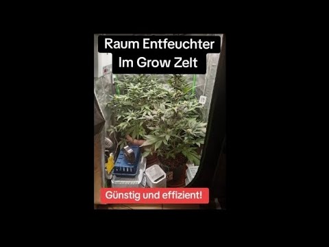 Luftfeuchtigkeit im Grow Zelt....kein schimmel mehr ( Raum Entfeuchter sind günstig und effizient)