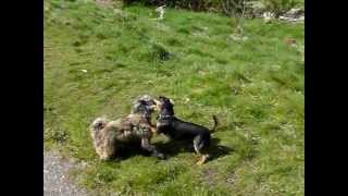 preview picture of video 'Walking dogs Wilfred, Chilli and Ruffles at Erskine beach'