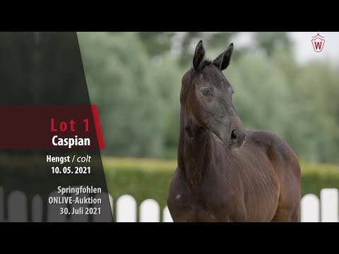 Onlive-Auktion Springfohlen Lot 1 Caspian Hengst v. Cornet Obolensky - Cumano
