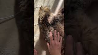 わしゃわしゃされるのが満更じゃないねこ #cat #ねこ #猫のいる暮らし #猫 #cats