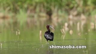 石垣島初記録のブロンズトキ(動画あり)