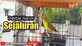 Download lagu dakbal gacor sejaluran cocok untuk pancingan pleci lain mp3