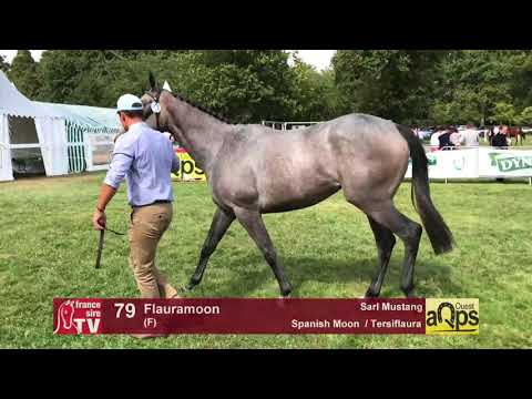Show AQPS Lion 2017 : Lot 79 - Flauramoon