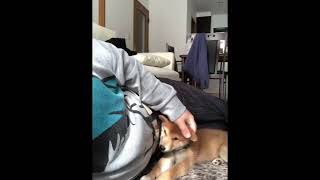 #豆柴#豆吉#柴犬#shibainu　撫でられて寝てしまう（笑）mamekiti sleeps happily