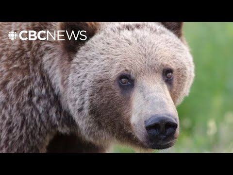 Eleven people injured in grizzly bear attack