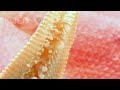 Ever Seen A Starfish Gallop Deep Look