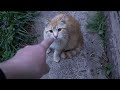 Orange Cats Run To Me Everyday