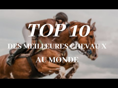 , title : 'TOP 10 - Des meilleures chevaux au monde'