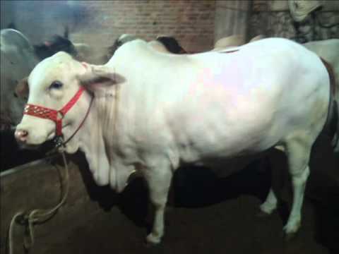 Mr Tamseel Qureshi catle farm .mp4