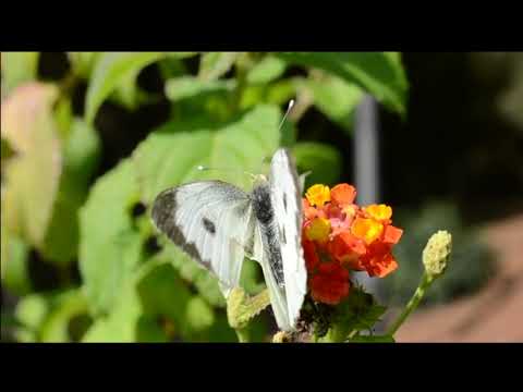 Opwekking 369 Door uw genade, Vader