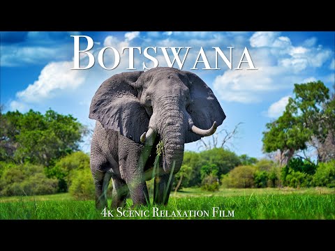 Botswana & Okavango Delta 4K – Scenic Wildlife Film With African Music