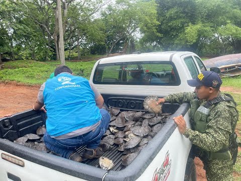300 tortugas volvieron a la libertad en Arauca y Casanare