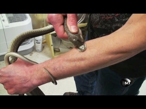 5 nok prostatite cronica Prostata analisi secrezione decodifica