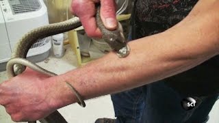 Surviving a Black Mamba Bite