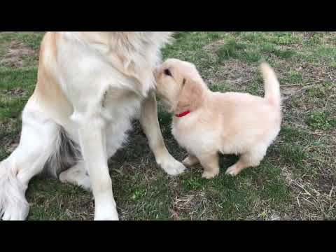 Puppy Walking in Yard