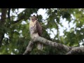 Red Tailed Hawk Calling