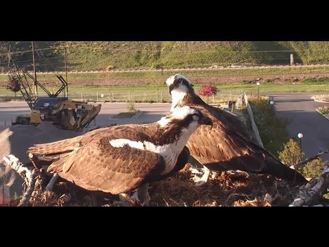 Iris takes the fish to the pole, then brings it back   Close ups of Zee 2016 05 03