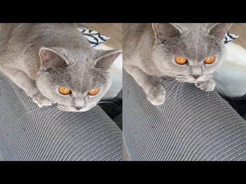 MOST LOVELY CHARTREUX CATS