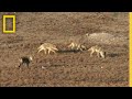 Surviving A Coyote Ambush Something Bit Me