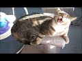 The Angry Cat And The Nasty Tail Cat Bites Tail
