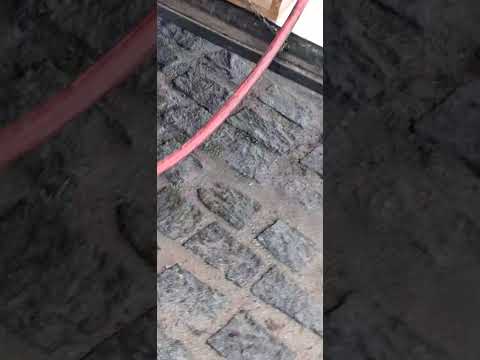 A FAMÍLIA DE PET AUMENTOU APARECEU MAIS POSTO FREI DAMIÃO PLANALTO BAHIA BR 116 MAIS RAÇÃO E ÁGUA