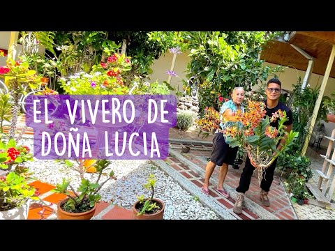 El VIVERO DE ORQUÍDEAS DE DOÑA LUCIA 😱