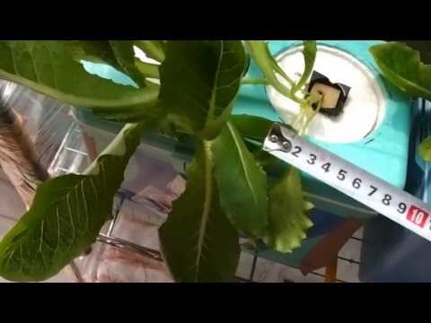 Ready to eat. 35th days of Romaine lettuce in deep-hydroponics