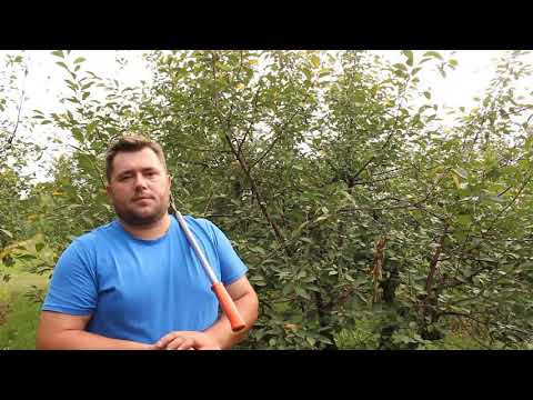 Cięcie wiśni - prześwietlamy i odmładzamy 19.08.2019