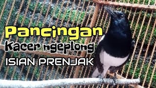 Download lagu Kacer ngeplong isian prenjak memancing kacer lain agar mau bunyi mp3