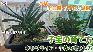 【多肉植物】3年半日陰で育てた結果!ガステリア(子宝)の育て方・水やりサイン・子株の増やし方/増えすぎた子株を取り出す【ベランダタニラー】