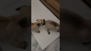 Pungsan Dog Puppies Videos