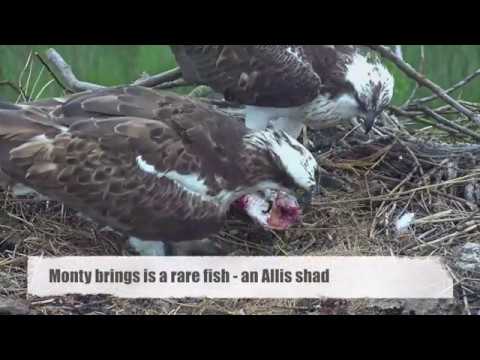 Unhatched osprey chicks calling