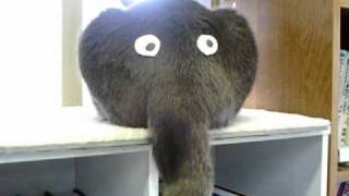 Кото-слоник