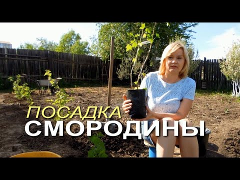 Посадка ЧЕРНОЙ СМОРОДИНЫ весной! Советы от ЗЕЛЕНОГО ОГОРОДА!