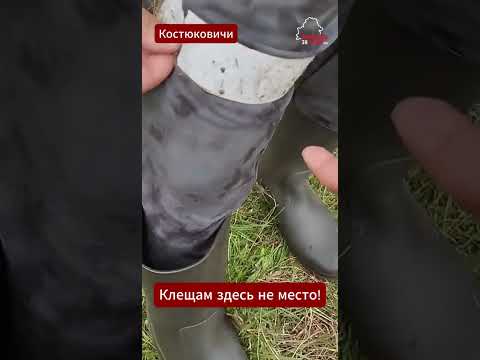 🕷️🍄 Беларусские грибники придумали лайфхак против клещей #костюковичи #кричев #могилев #дрибин #орша