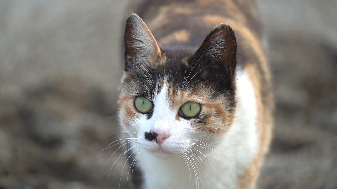 고양이 지능 테스트라는 걸 해보았다