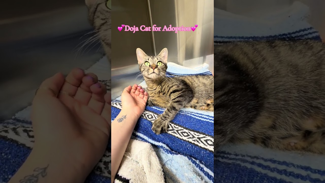 Enlarge Dojo Cat, a Adopted Domestic Short Hair in Greenburgh, NY video 4/6