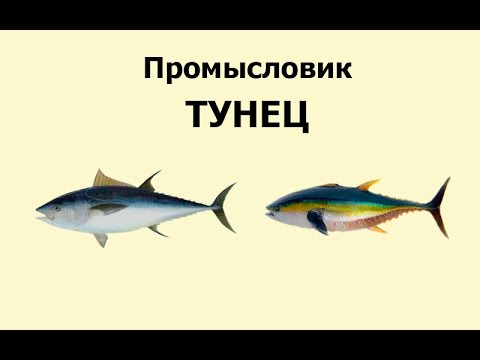 Русская Рыбалка 3.99 Промысловик 6 - Тунец