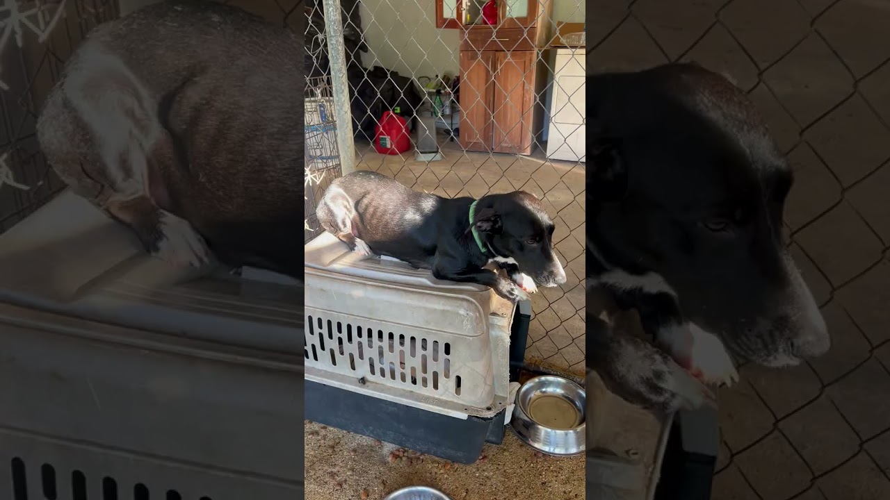 Enlarge Mama Furtiva, a Adoptable mixed breed in Seattle, WA video 6/6