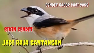 Download lagu Masteran Cendet Tarung Mental Baja – Suara Tembakan Serem Full Isian mp3