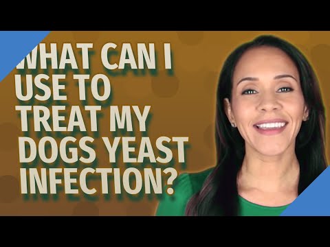 YouTube video about: Does yogurt help yeast infections in dogs?