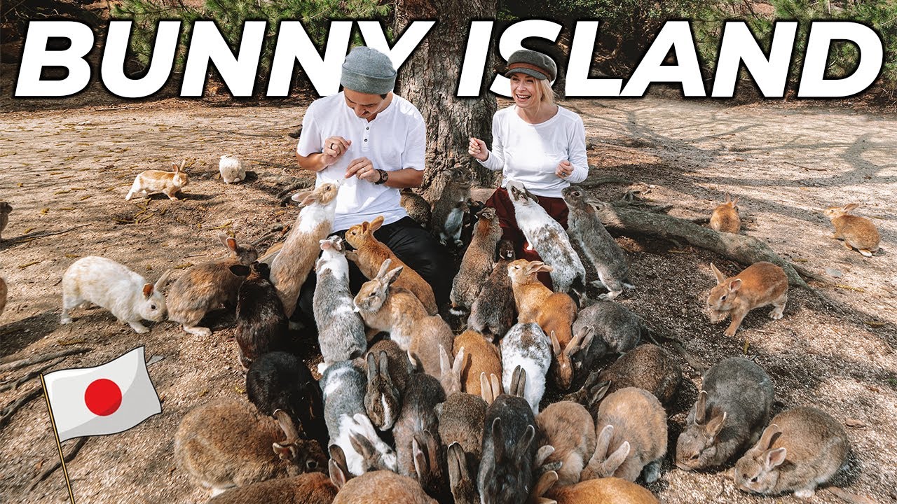 Experience the charm as tourists explore the captivating Bunny Island in this video.