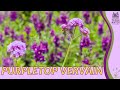 PURPLETOP VERVAIN Information, Description & More! (Verbena bonariensis)