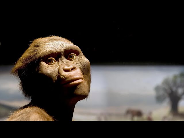 Exploring the Australopithecines: Our Ancient Relatives | Magica